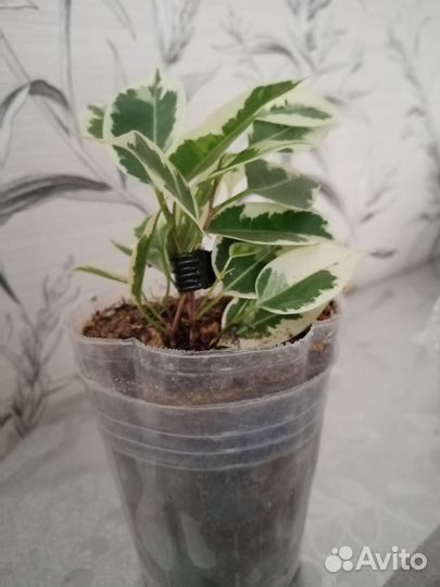 Фикус бенджамина пестролистный