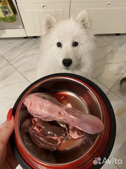 Составление рационов для собак