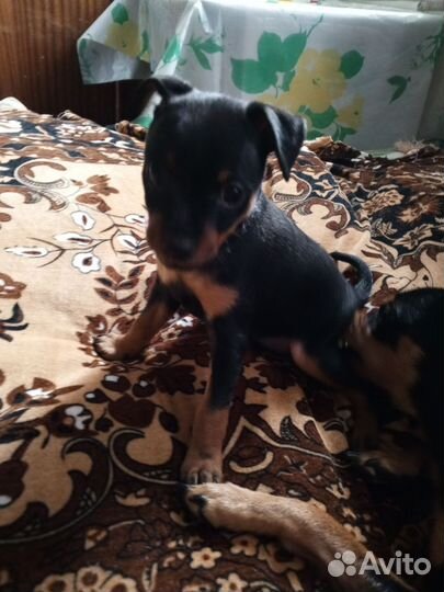 Щенок цвергпинчера