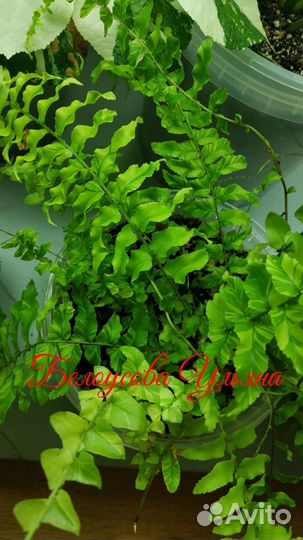 Папоротник тигр с желтой пестротой