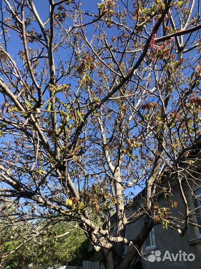 Грецкий орех саженцы