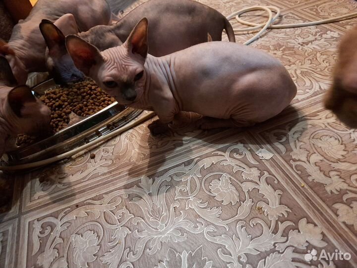 Бамбино сфинкс