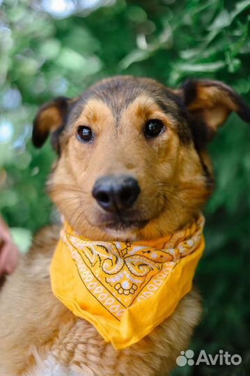 Очаровательный пёс Лобзик