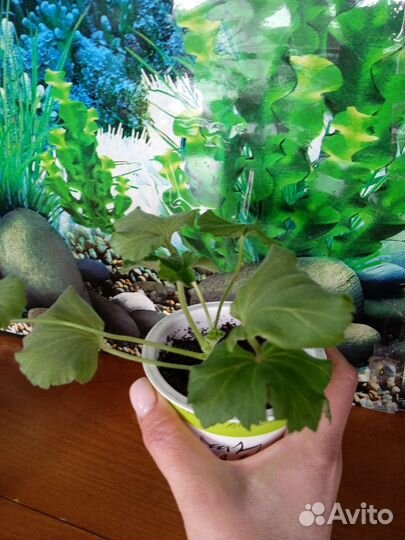 Пеларгония