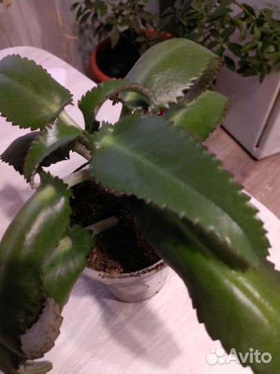 Каланхоэ лечебное