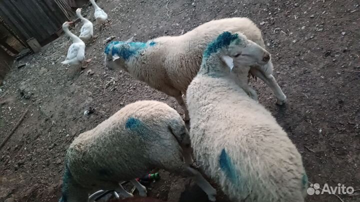 Овцы бараны