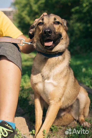 Собака Терра