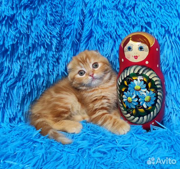 Яркая Красотка