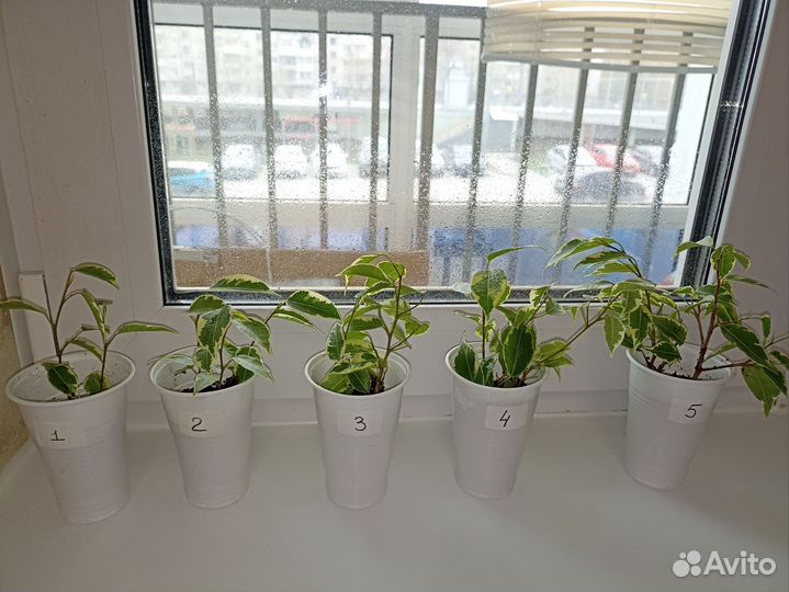 Фикус Бенджамина Кинки