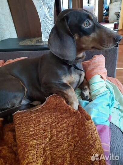 Такса вязка