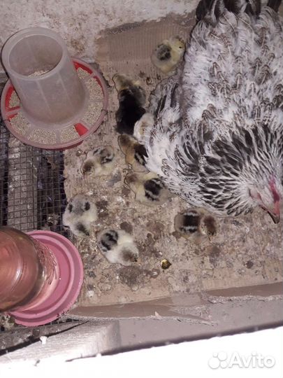 Цыплята Брама