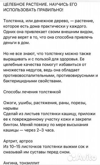 Каланхое, Сансевьерия -Лауреьи