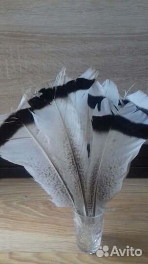 Перо индюка