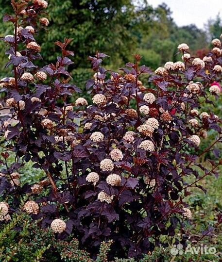 Пузыреплодник Шух из питомника