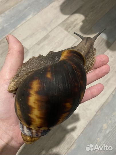 Улитка Архахатина Маргината Маргината