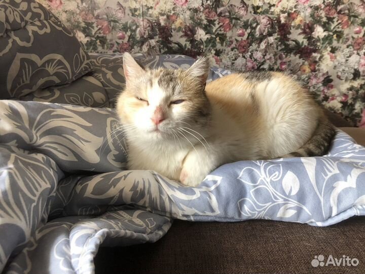 Кошечка ищет дом