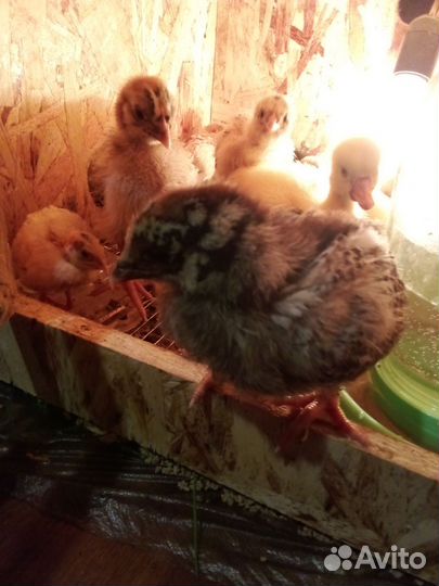 Ия, Цыплята ливенские.ия Фаверольи, петушок