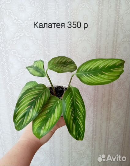 Монстера,филодендрон, калатея