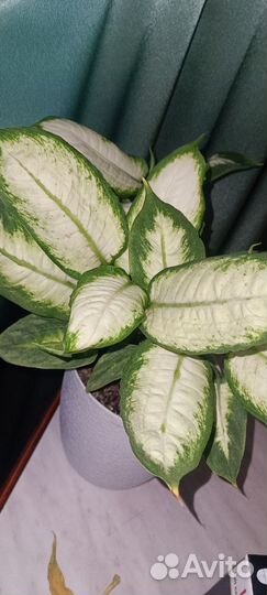 Диффенбахия