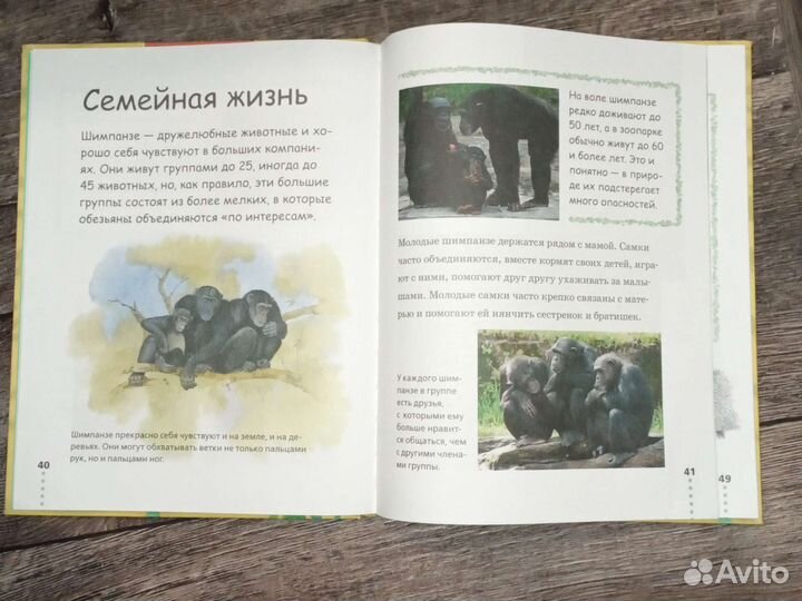 Энциклопедия прогулка по зоопарку шимпанзе панда