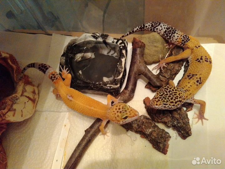 Проф. передержка грызунов, мелких птиц, рептилий