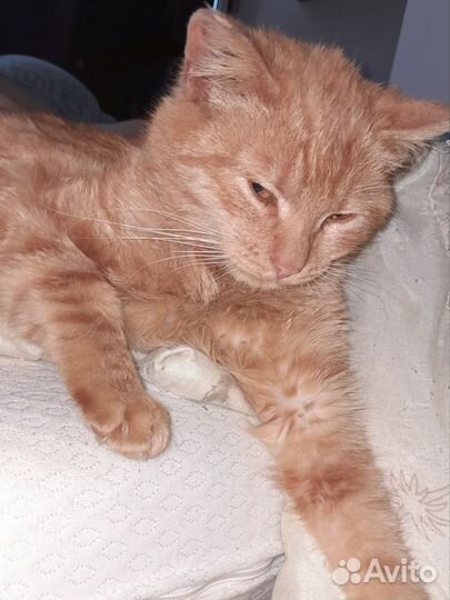 Ищем дом для кота