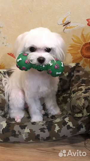 Вязка Мальтезе