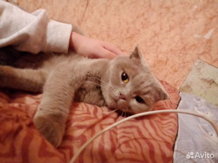 Британская