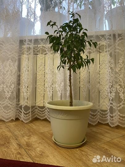 Фикус бенджамина узколистый 70 см с горшком