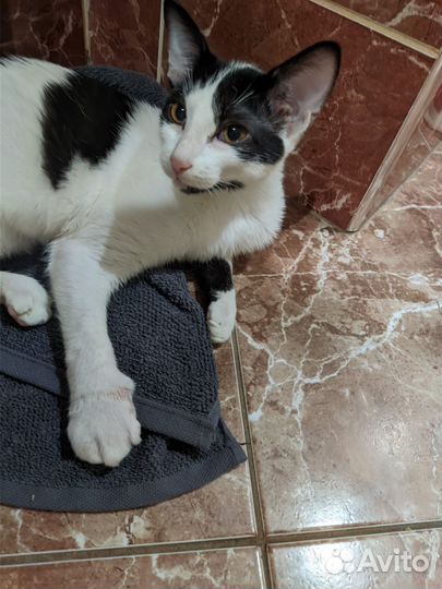 Отдам кота в добрые руки