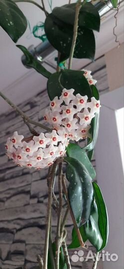 Хойя восковой плющ