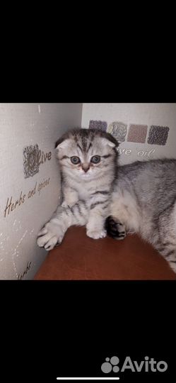 Шотландская