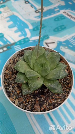 Суккуленты