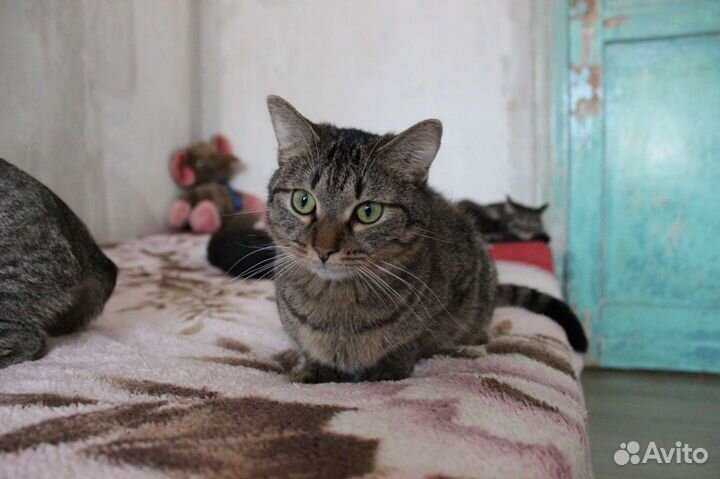 Кот Назарбай