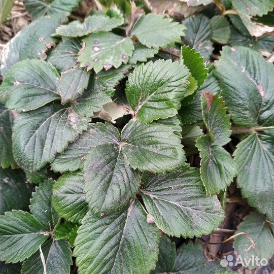 Клубника сорт Елизавета