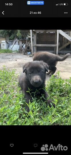 Щенки немецкой овчарки