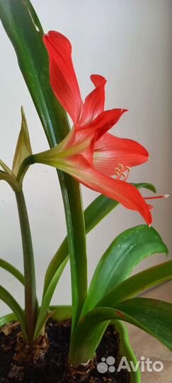 Гиппеаструм