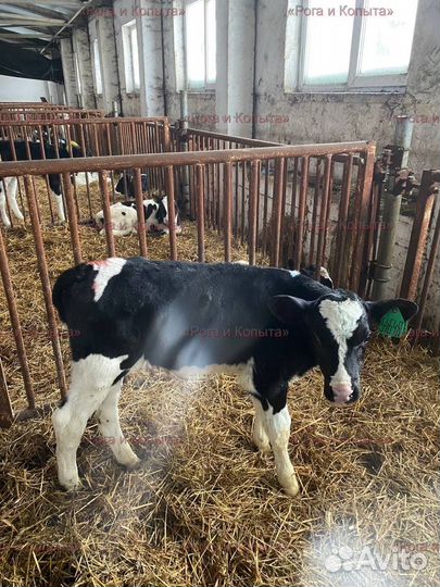 Телята мясной породы