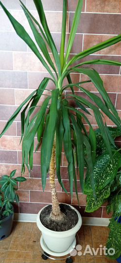 Пальма юкка