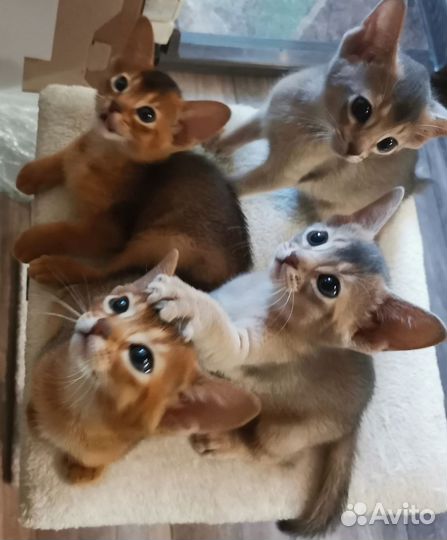 Абиссинская