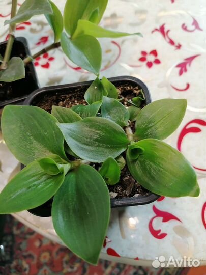 Традесканция