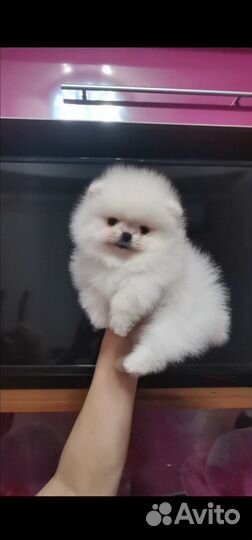 Шпиц.Щеночки