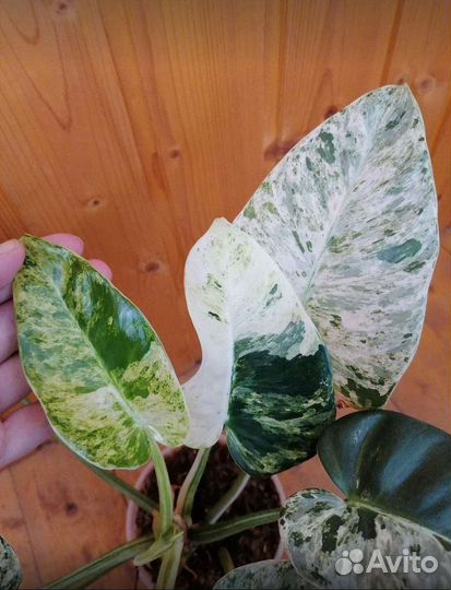 Филодендрон гигантум Blizard вариегатный