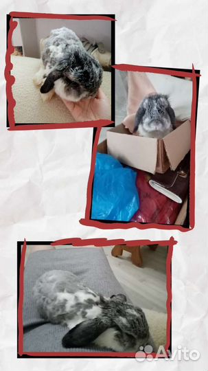 Передержка животных