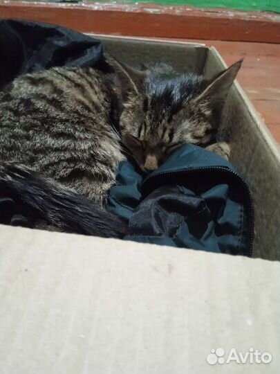 Кошка в дар