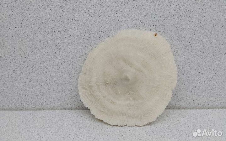 Коралл круглый 13,9 морской сувенир подарок