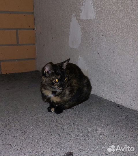 Котёнок в опасности