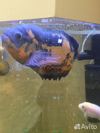 Дизайнерский Акриловый аквариум