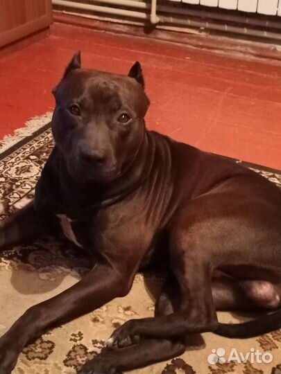 Питбультерьер вязка