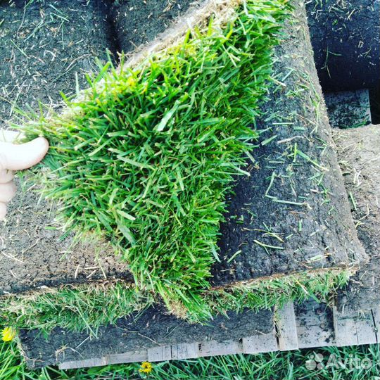 Рулонный газон от производителя